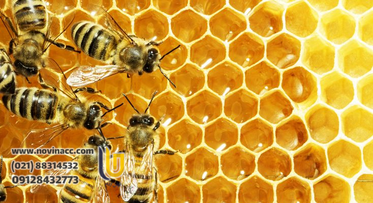 درباره ثبت شرکت زنبورداری
